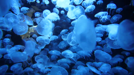 Close-slow-motion-shot-on-moon-jellyfish-in-an-aquarium-blue-lights-Montpellier
